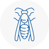 Penrith Wasp Nest Removal